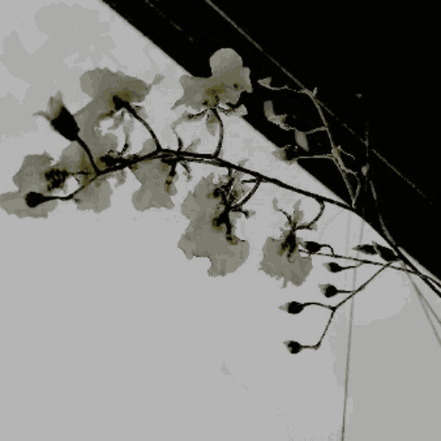 a tree branch with white flowers against a white sky