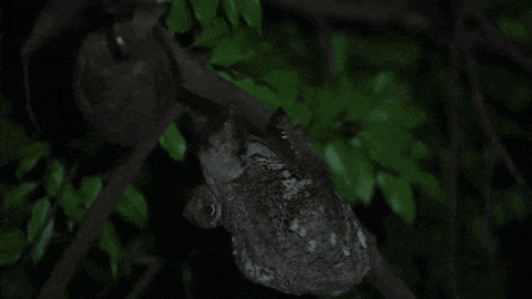 a bat is hanging upside down from a tree branch at night .