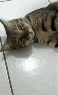 a cat is laying down on a tiled floor