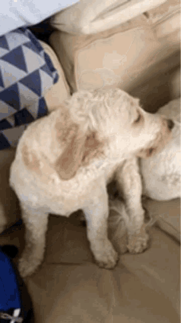 a small white dog is standing next to a couch