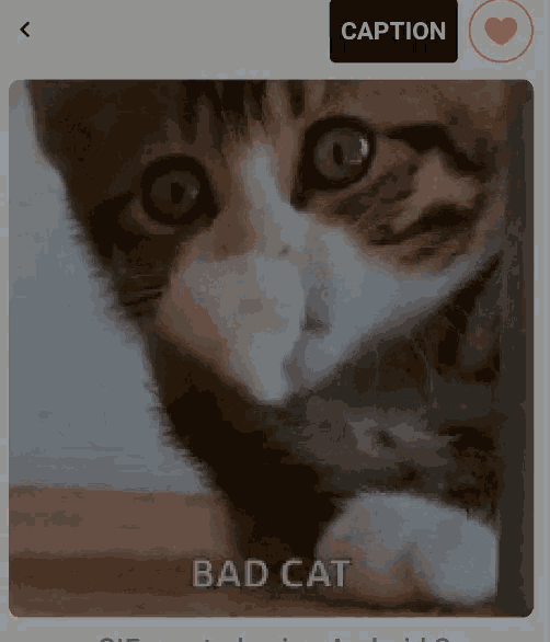 Uhoh Cat GIF - Uhoh Cat Cute GIFs