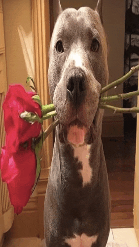 a dog with a rose in its mouth