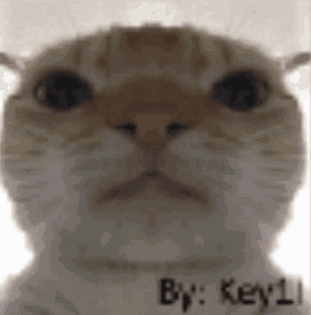 Byuntear Cat GIF - Byuntear Cat Blinking Eyes GIFs