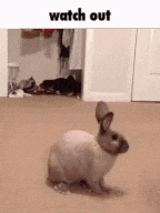 a rabbit is standing on a carpet in front of a closet and the words watch out are above it .