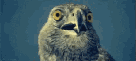 a close up of an owl 's face with its eyes wide open and a surprised look on its face .