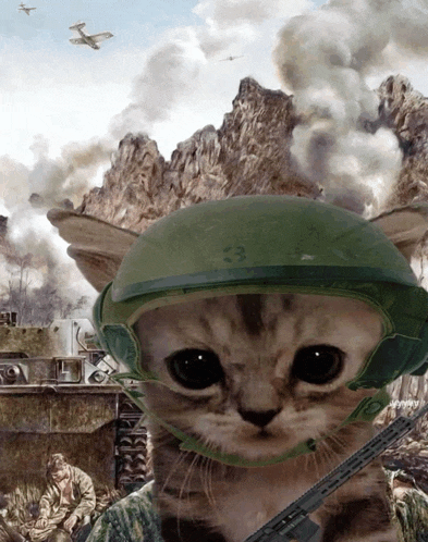 a cat is wearing a helmet with the number 33 on it