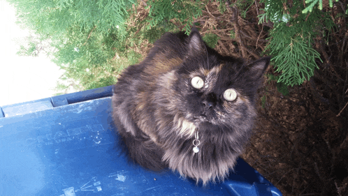a cat sitting on top of a blue garbage can that says ' recycle ' on it