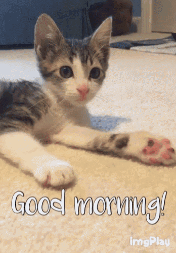 a kitten laying on a carpet with the words good morning written below it