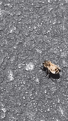 a black and white photo of a bee sitting on a gray surface .