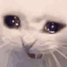 a close up of a white cat 's eyes with tears in them .