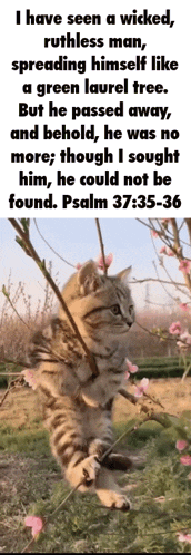 a picture of a cat with a quote from psalm 37 35-36