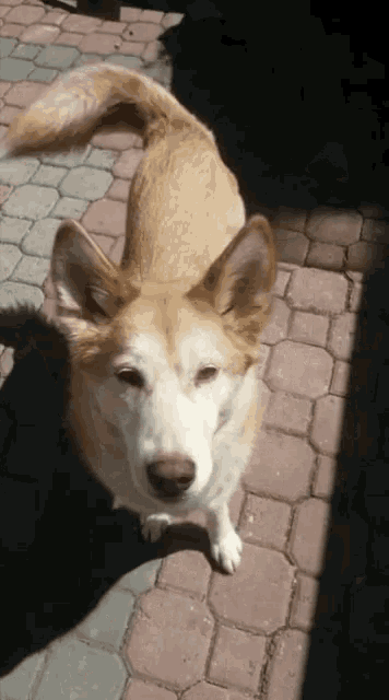 Ila Dog Husky Sitting Dog Lick GIF - Ila Dog Husky Sitting Dog Lick Pet GIFs
