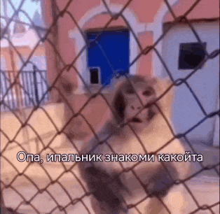 a monkey is behind a chain link fence with a foreign language caption