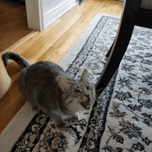 Meow Funny Cats GIF - Meow Funny Cats Rope GIFs