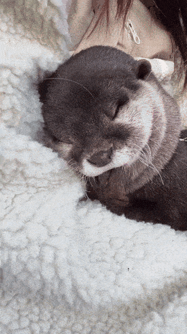 a small otter is sleeping on a blanket with its eyes closed