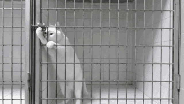 Quarantined Cat GIF - Quarantined Cat Jail GIFs