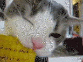 a cat is eating corn on the cob with its mouth open