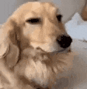 a close up of a dog laying on a bed with its eyes closed .