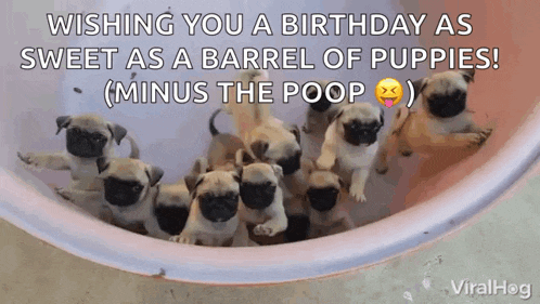 a bunch of pug puppies are sitting in a bowl and wishing you a birthday as sweet as a barrel of puppies