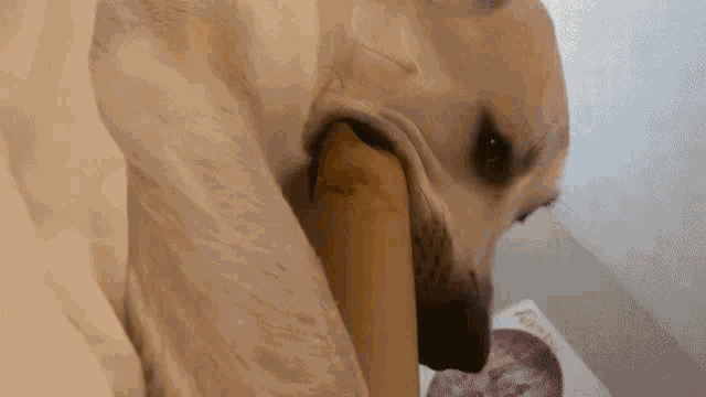 a close up of a dog chewing on a piece of paper that says special