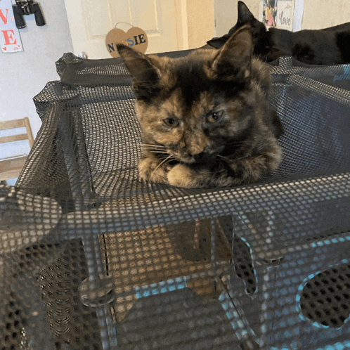 a cat is laying in a cage with a sign that says nsie
