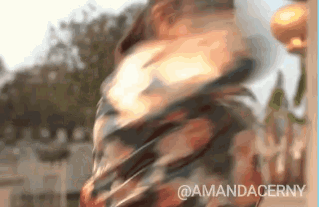 a blurred image of a person with the name amanda cerny written on the bottom