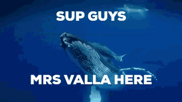 a picture of a humpback whale with the words sup guysss mrs valla heree