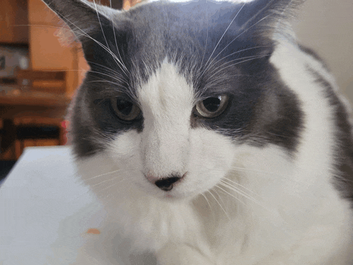 a gray and white cat with a black nose