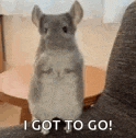 a chinchilla is standing on its hind legs on a chair .