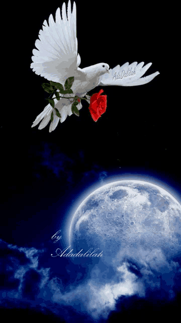 a white dove is flying with a red rose in its beak