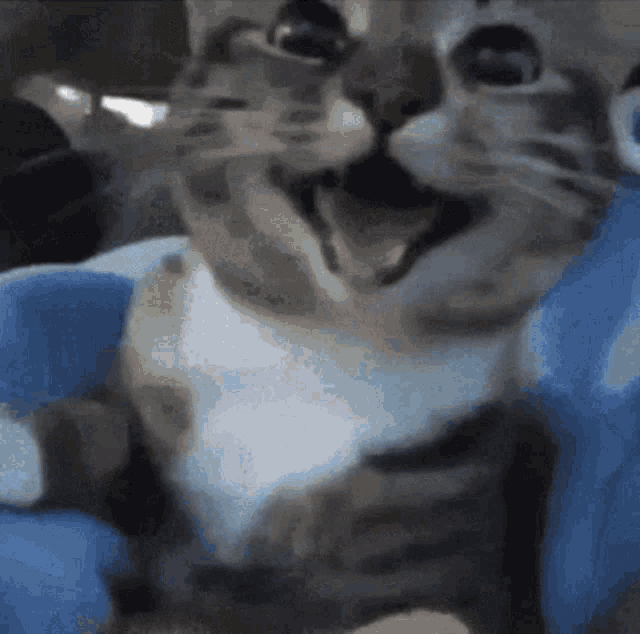 Happy Cat Smile Cat GIF - Happy Cat Smile Cat GIFs