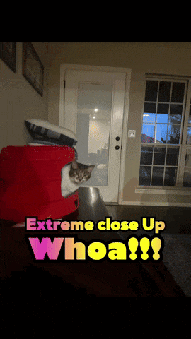 a cat sitting in a red box with the words extreme close up whoa written below it