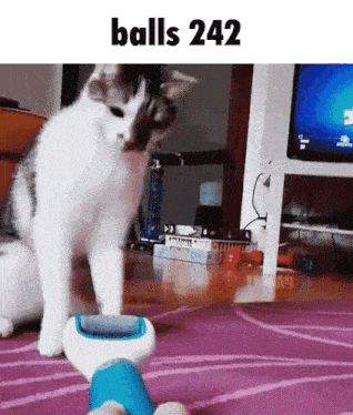 a cat standing next to a toy that says balls 242 on it