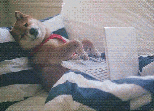 Funny Animals Lidia GIF - Funny Animals Lidia Typing GIFs