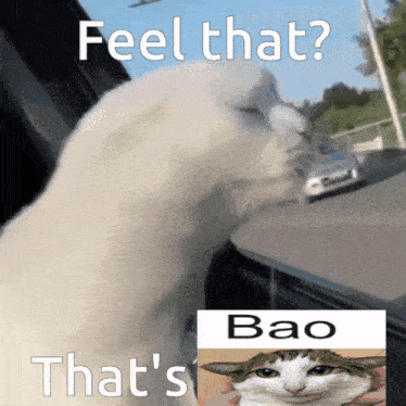 a picture of a cat with the words feel that bao that 's bao on it