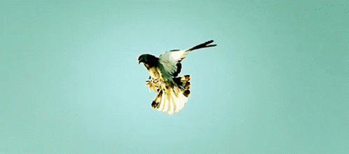 Bird Flip GIF - Bird Flip Fly GIFs