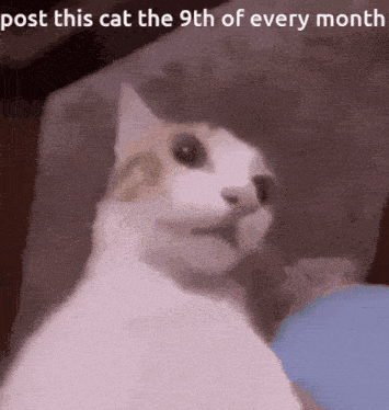 a cat with the words post this cat the 9th of every month on the bottom