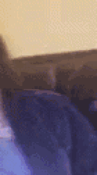 a close up of a cat 's tail against a yellow wall