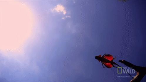 Flying Lizard GIF - Natgeowild Youtube Flyinglizard GIFs