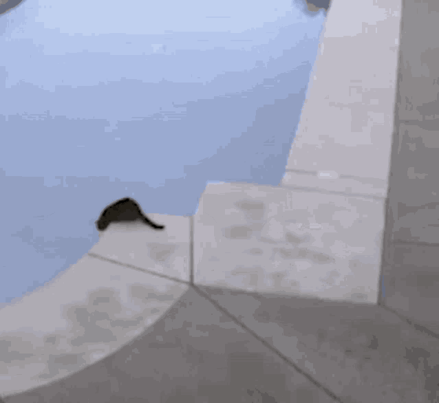 Cats Cats Of The Internet GIF - Cats Cats Of The Internet Asshole GIFs