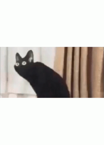 Oh No GIF - Oh No Cat GIFs