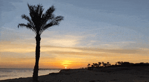 a palm tree silhouetted against a sunset over the ocean