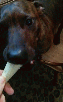 Dog Eating Ice Cream GIF - Dog Eating Ice Cream GIFs