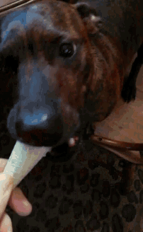 a dachshund chews on a stick with its tongue out