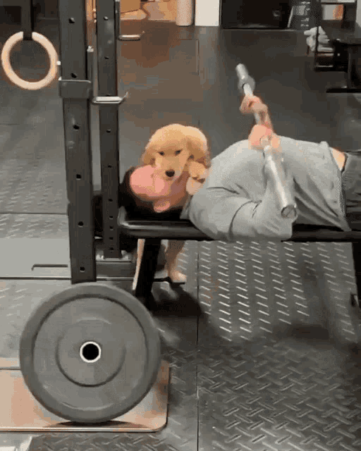 Dog Exercise GIF - Dog Exercise Gym GIFs