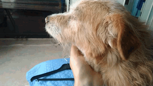 Scratch Head Dog GIF - Scratch Head Dog Puppy GIFs