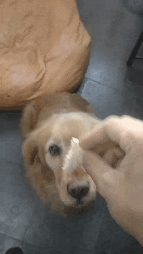 a close up of a person feeding a dog a piece of food
