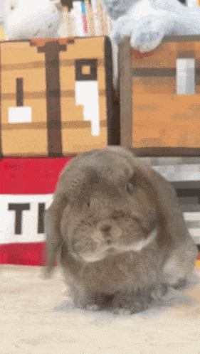 a bunny rabbit is standing in front of a minecraft box