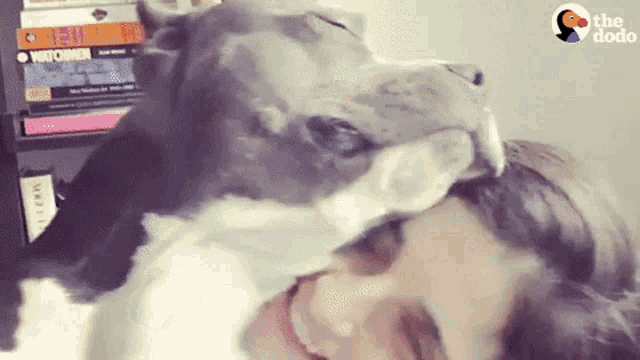 a dog licking a woman 's forehead with the words " the dodo " on the bottom