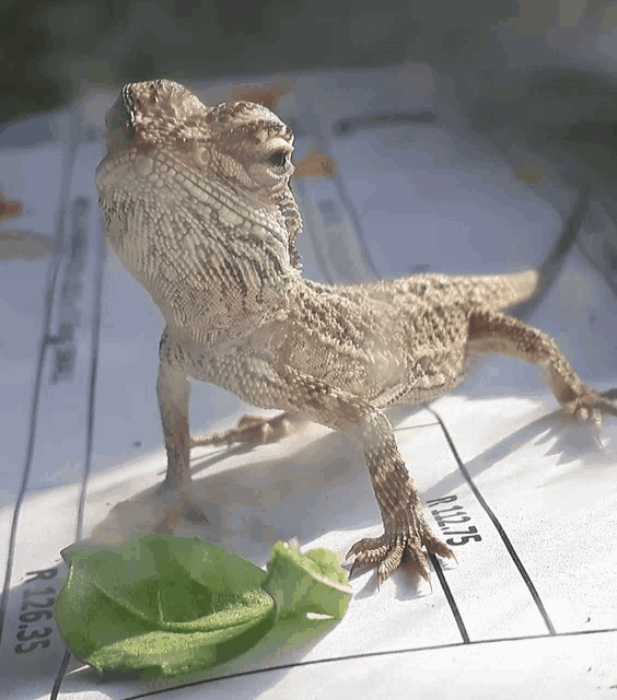 a lizard is standing on a piece of paper that has the number r265 on it